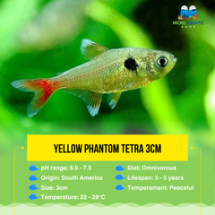 Yellow Phantom Tetra 3cm