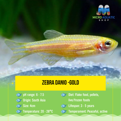 Zebra Danio -Gold 3cm