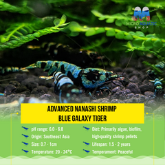 Advanced Nanashi Shrimp - Blue Galaxy Tiger