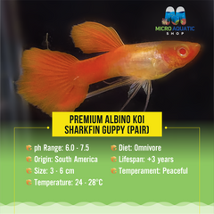 Premium Albino Koi Sharkfin Guppy ( Pair )