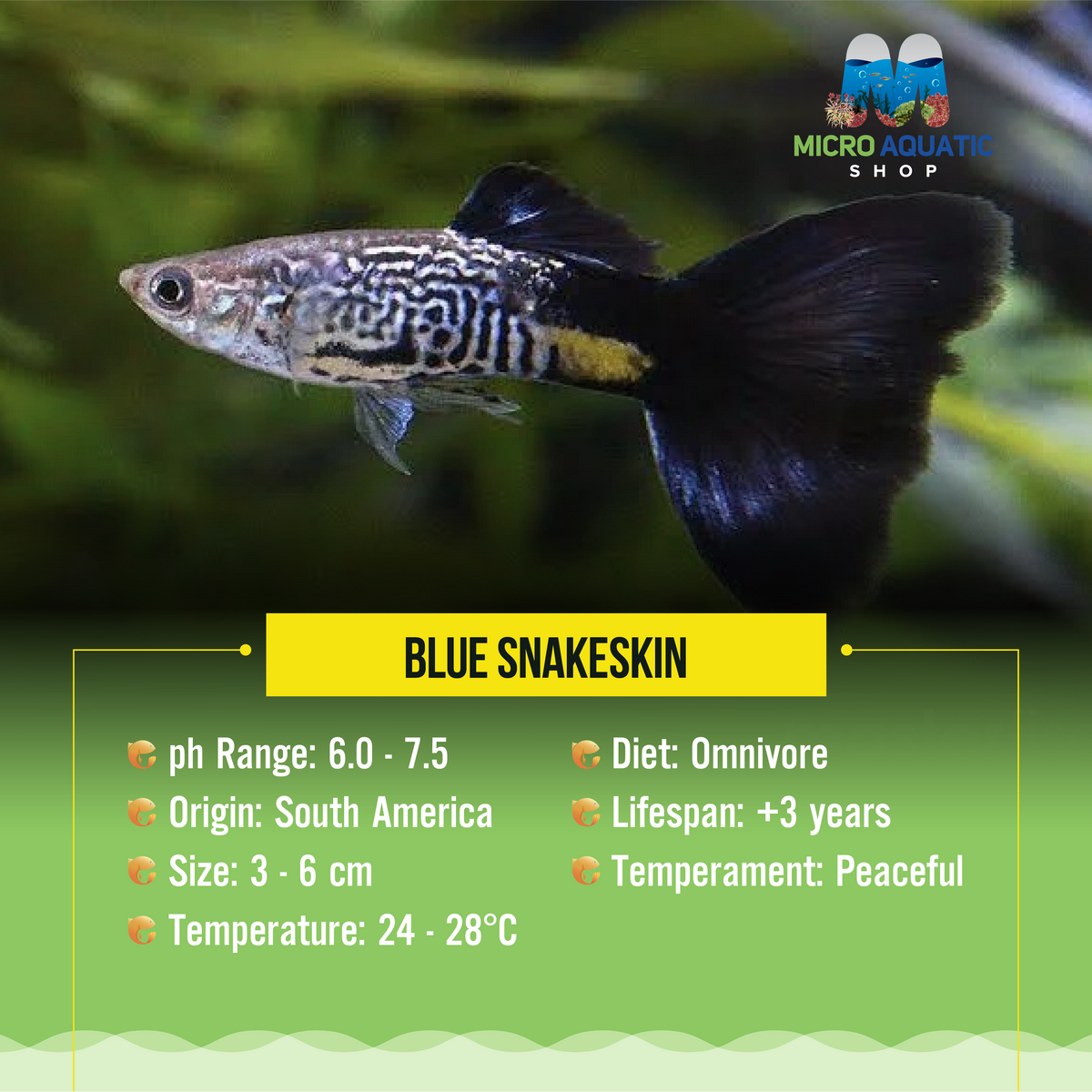 Blue Snakeskin
