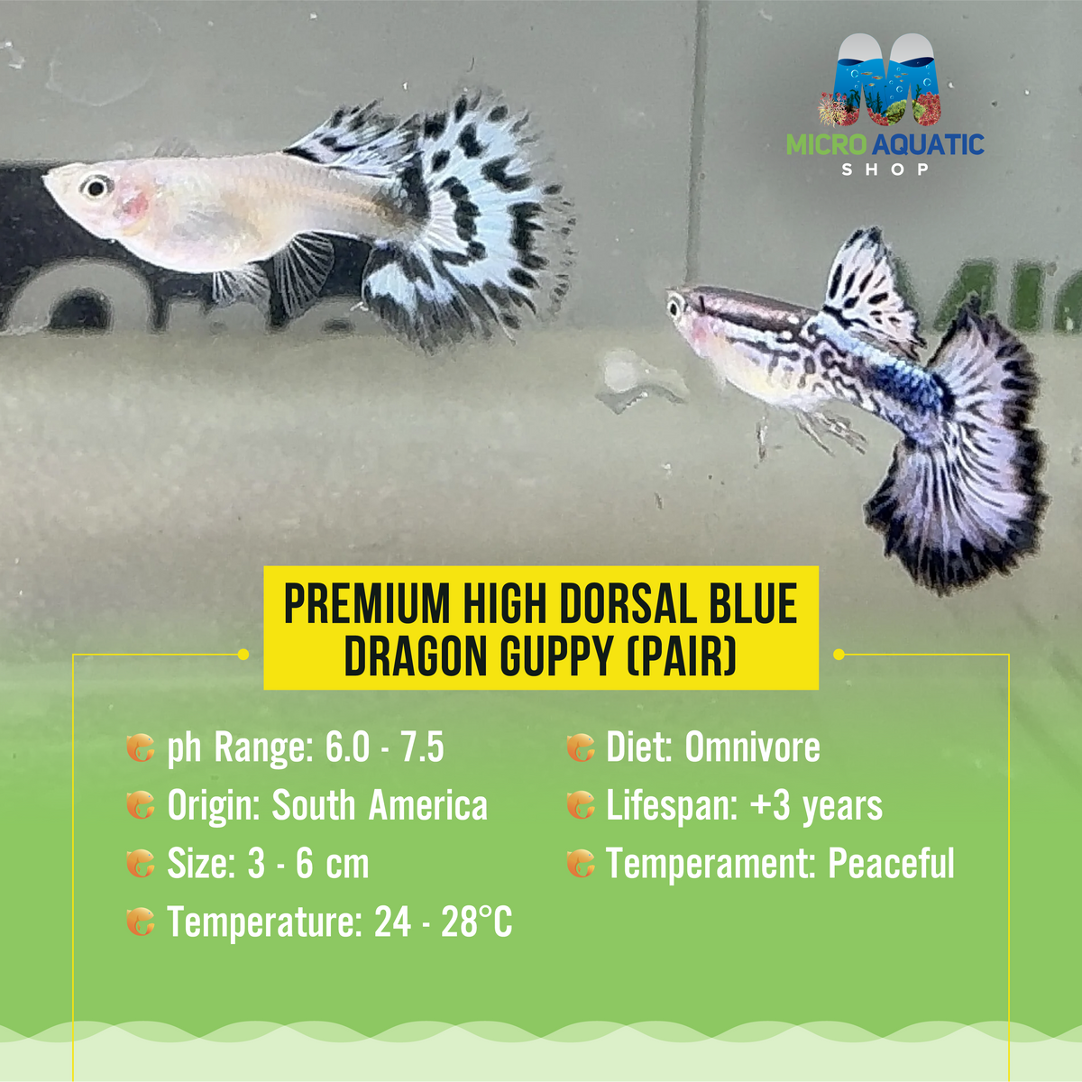 Premium High Dorsal Blue Ivory Snakeskin Guppy ( Pair )