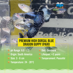 Premium High Dorsal Blue Dragon Guppy ( Pair )