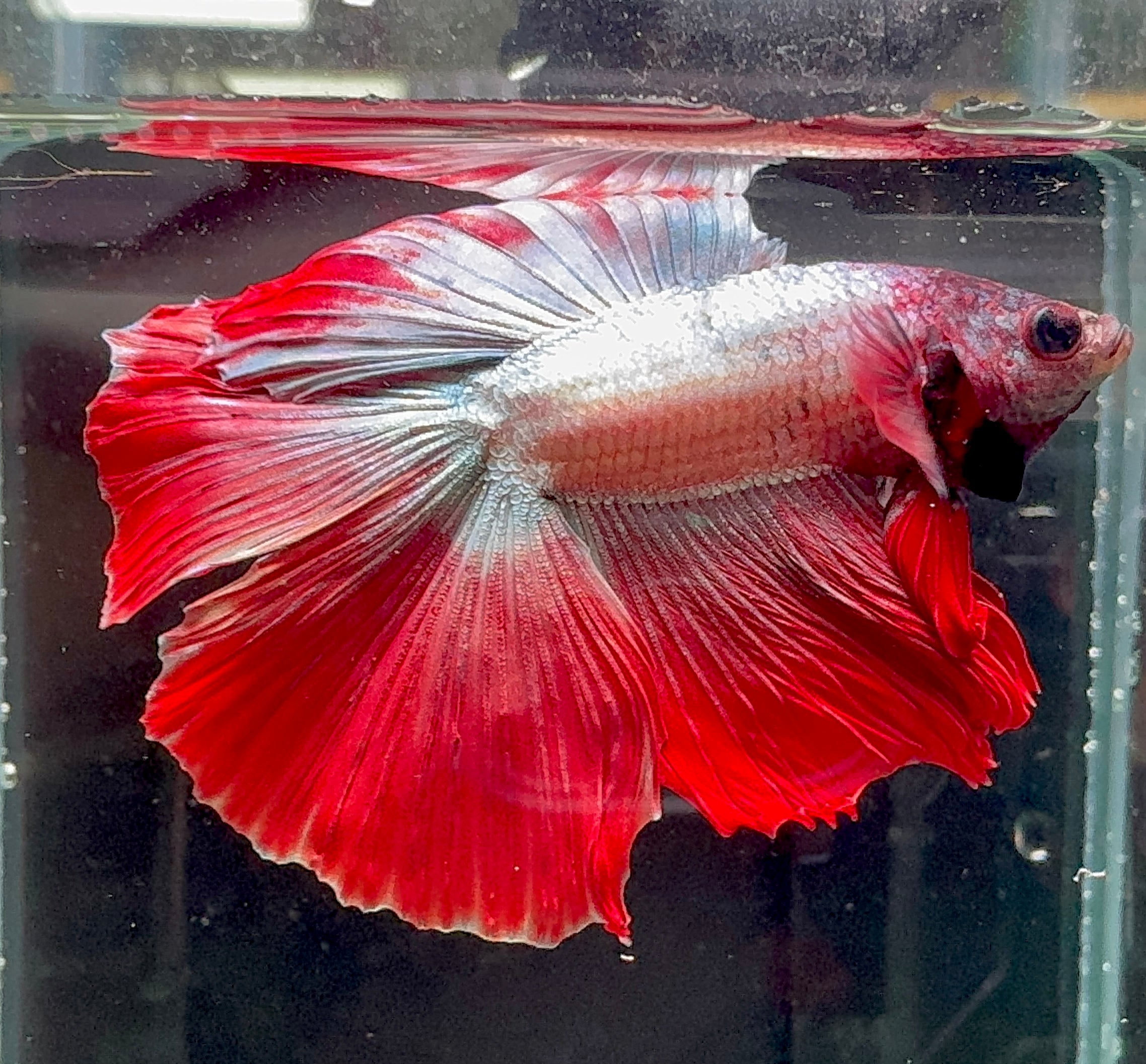 Betta Male - Red Cooper Split Tail