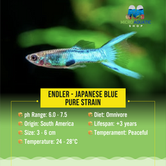 Endler - Japanese Blue - Pure Strain