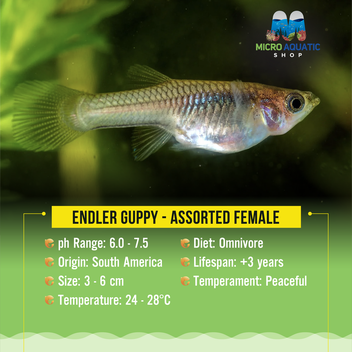 Endler Guppy - Assorted Female
