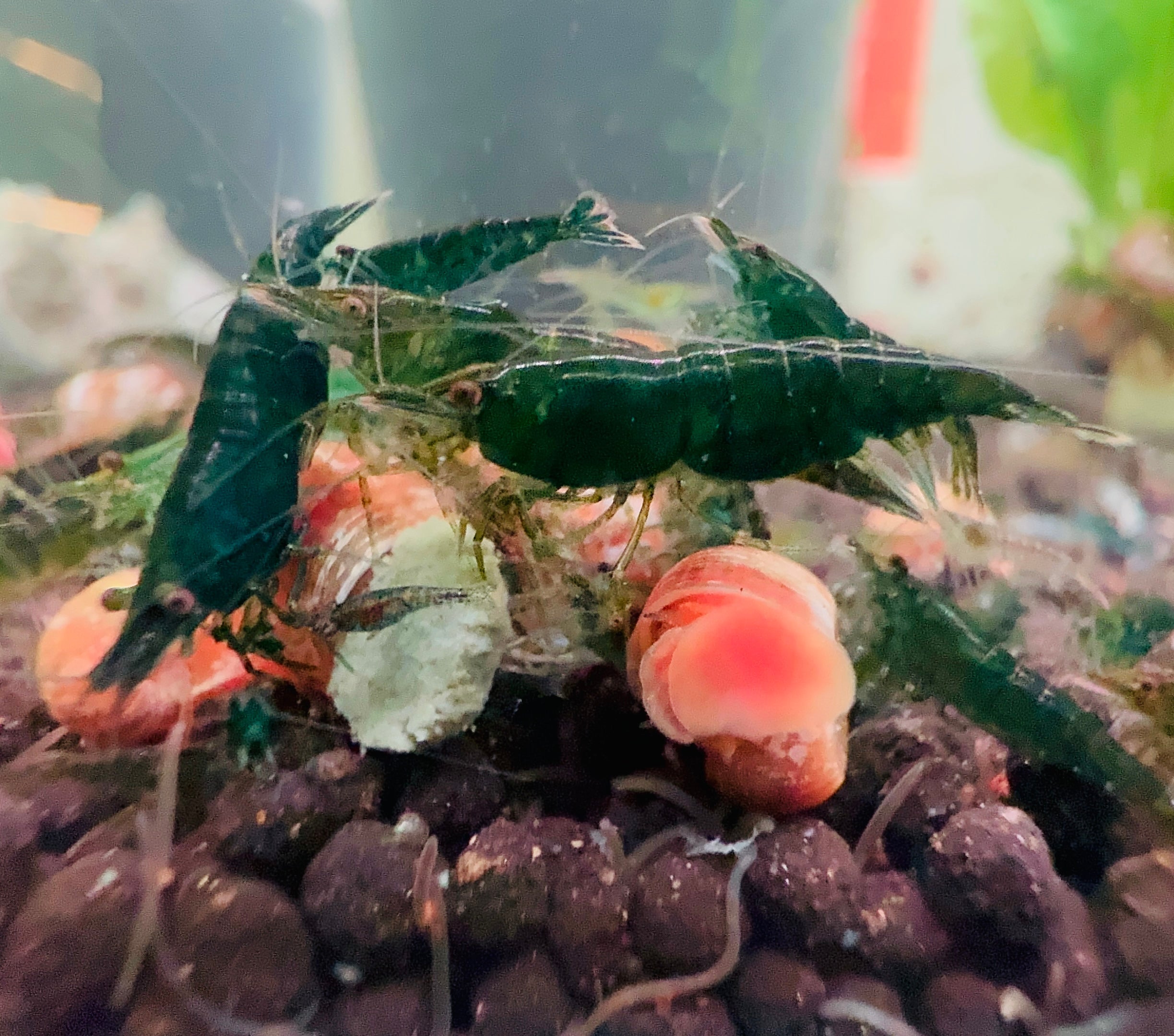 30% SAVE Green Emeralds Cherry Shrimp Starter Bundle Micro Aquatic Shop