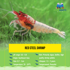 Red Steel Shrimp