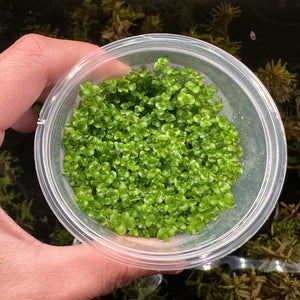 Tissue Culture - Monte Carlo Micro Aquatic Shop