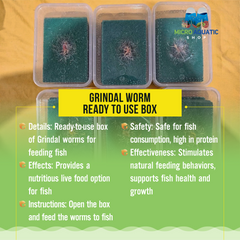 Grindal Worm - Ready to use box