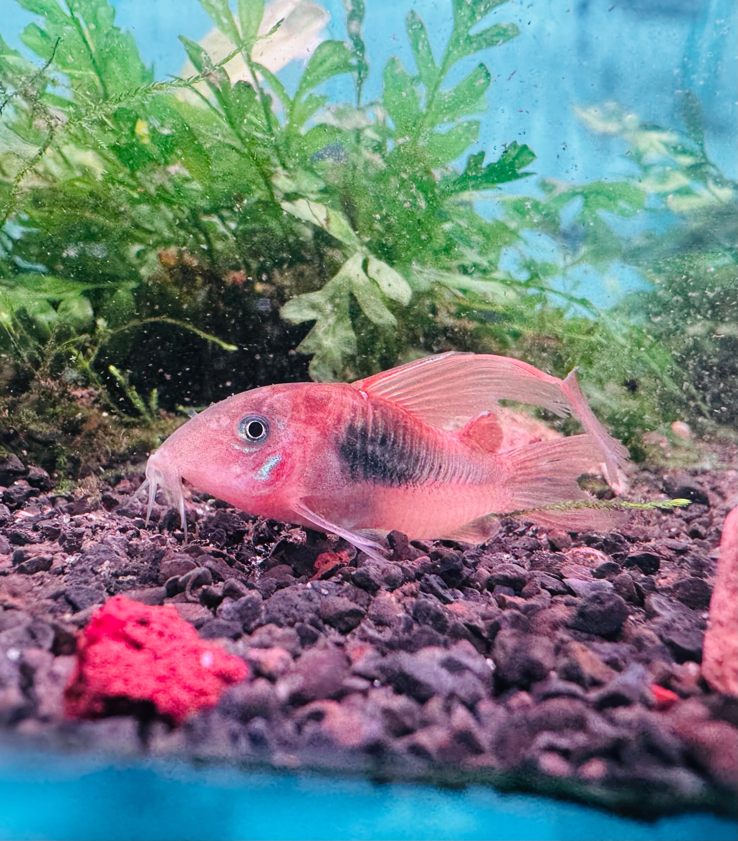 Corydoras - Bronze Longfin Micro Aquatic Shop