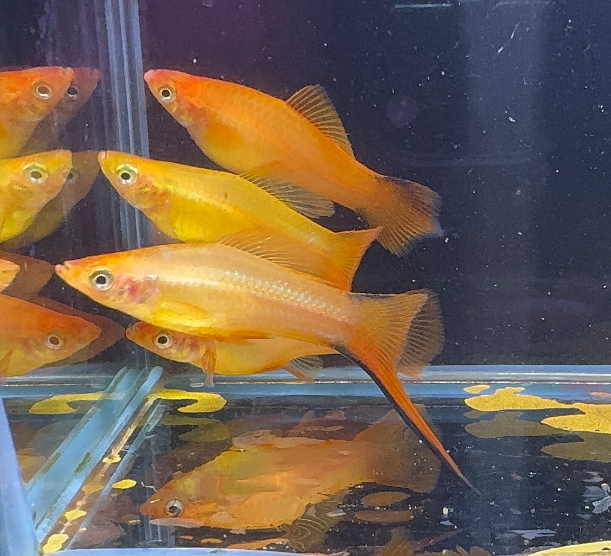 Swordtail - Gold Neon  (Xiphophorous hellerii)