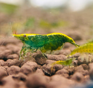 Cherry Shrimp - Green Jade 1cm Micro Aquatic Shop