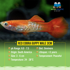 Red Cobra Guppy Male 3cm (Buy 3 Get 1 Free)