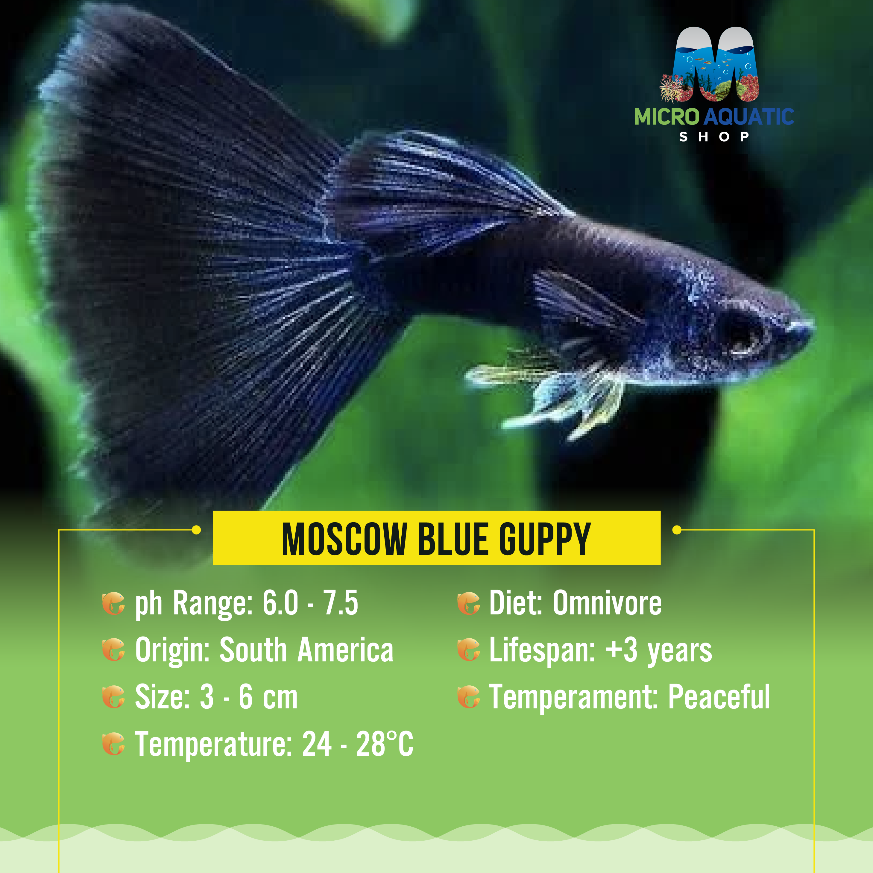Flashsale Moscow Blue Guppy (Buy 3 Get 1 Free)