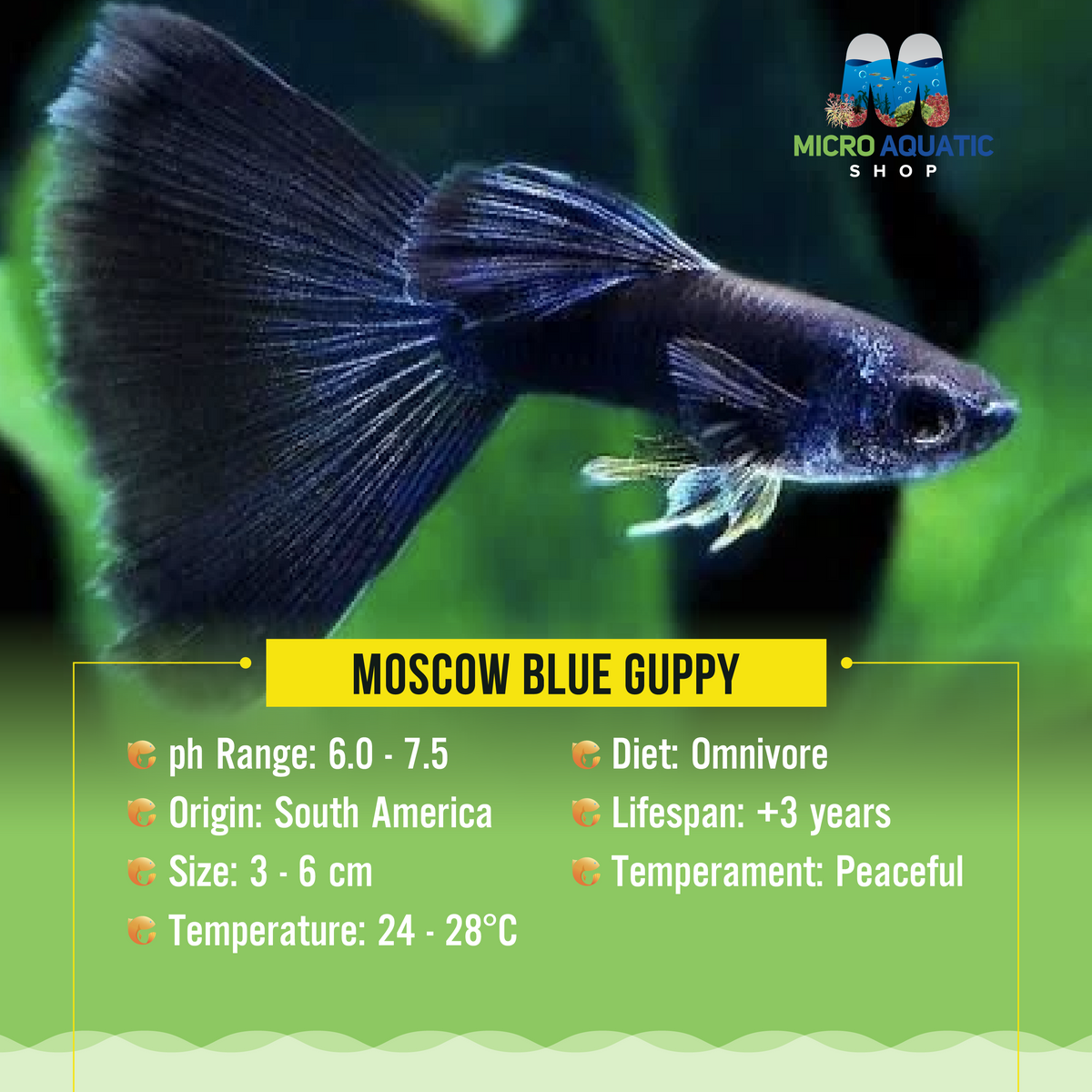 Moscow Blue Guppy