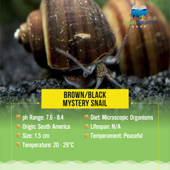 Brown/Black Mystery Snail