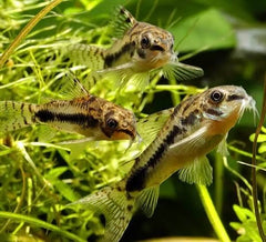 Salt and pepper - Habrosus Cory Catfish