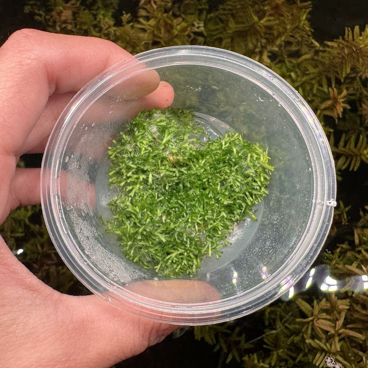 Tissue Culture- Riccia Crystalwort Micro Aquatic Shop
