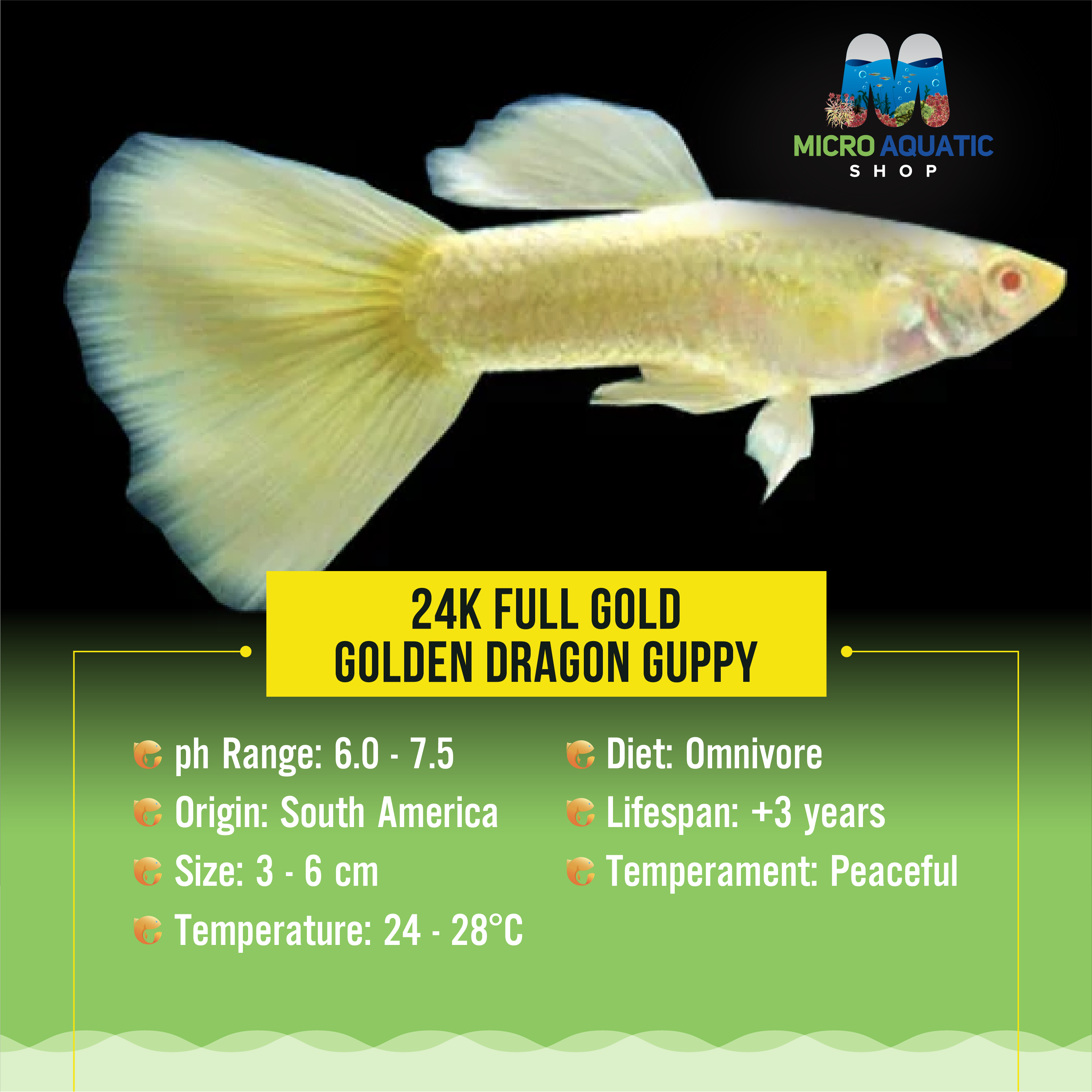 Flashsale 24k Full Gold / Golden Dragon Guppy (Buy 3 Get 1 Free)