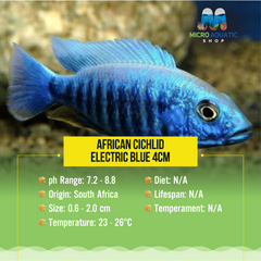African Cichlid –Electric Blue 4cm