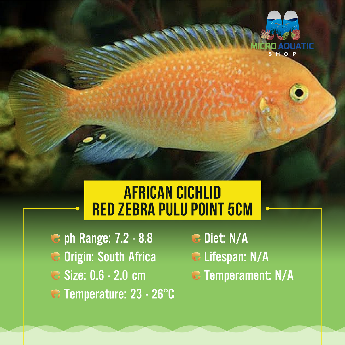 African Cichlid – Red Zebra Pulu Point 5cm
