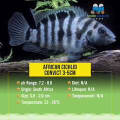 African Cichlid – Convict 3-5cm