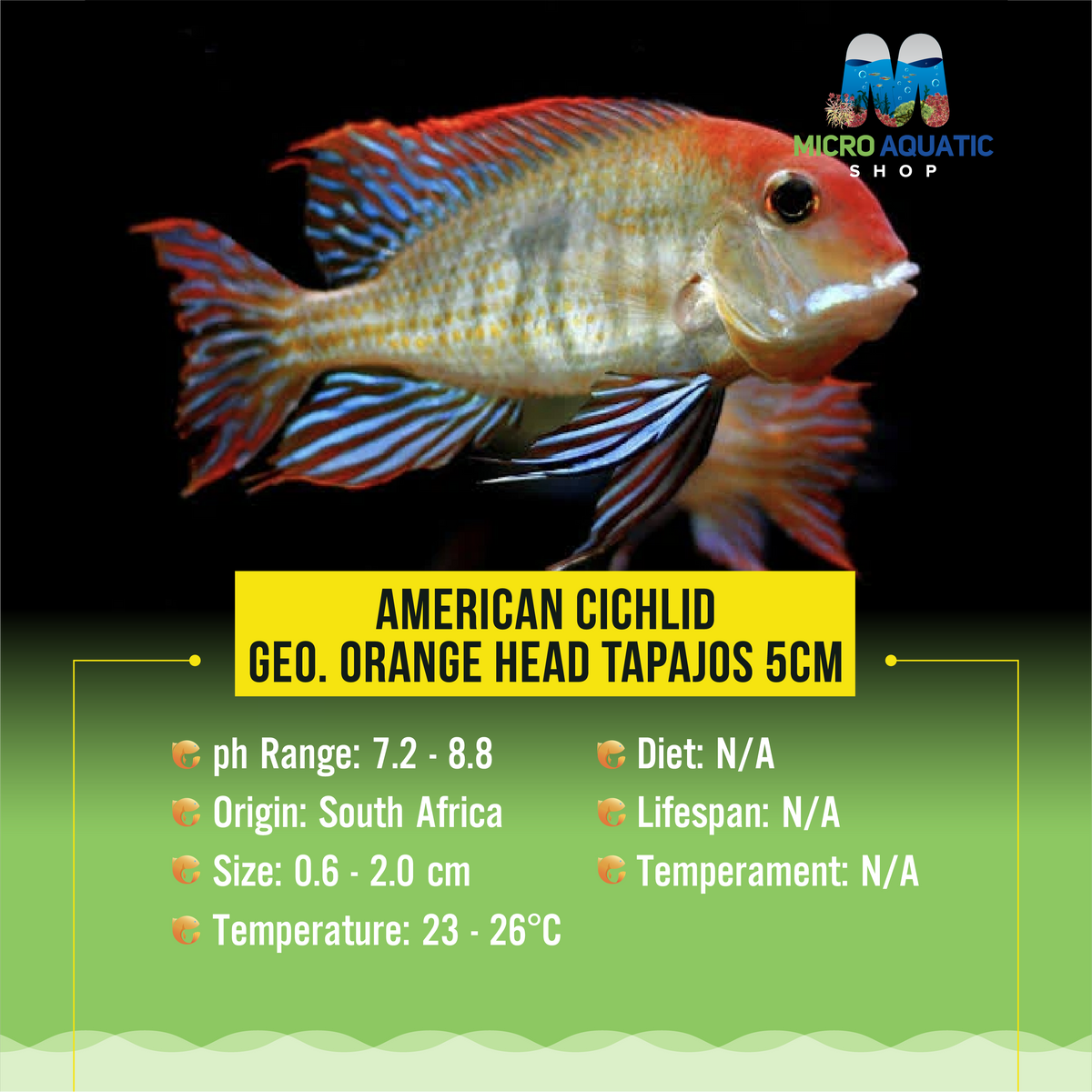American Cichlid –Geo. Orange Head Tapajos 5cm