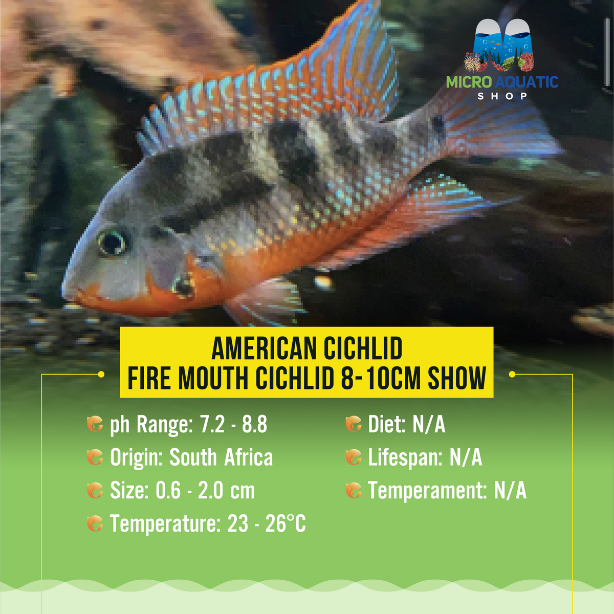 American Cichlid –Fire Mouth Cichlid 8-10cm Show