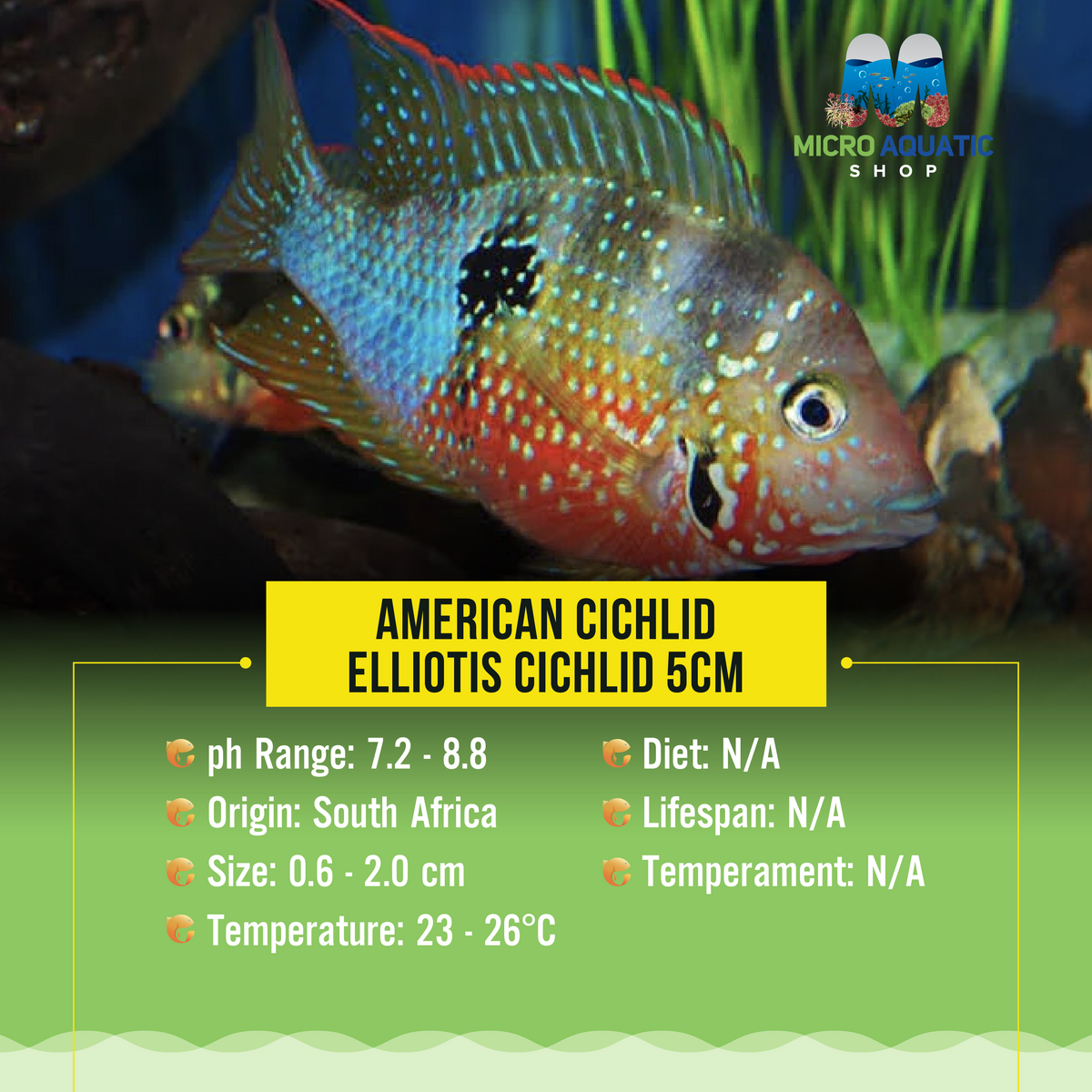 American Cichlid – Elliotis Cichlid 5cm