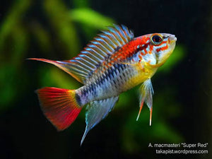 Dwarf American Cichlid – Apistogramma Macmasteria  Super Red - Rare Micro Aquatic Shop