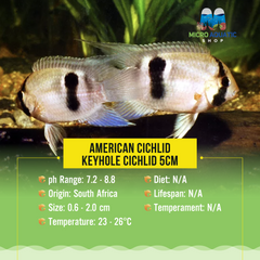 American Cichlid – Keyhole Cichlid 5cm