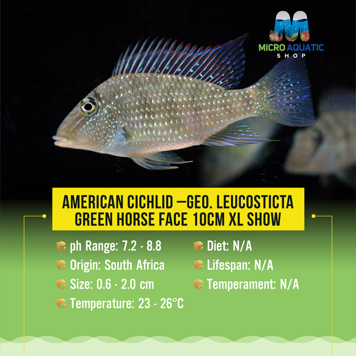 American Cichlid –Geo. leucosticta -Green Horse Face 10cm XL Show