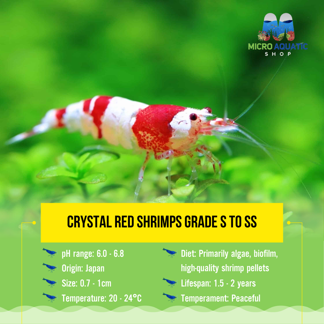 Crystal Red Shrimps Grade S to SS