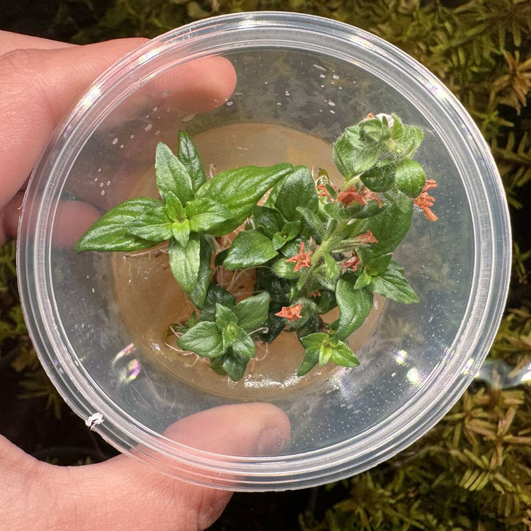 Tissue Culture - Staurogyne Repens Micro Aquatic Shop