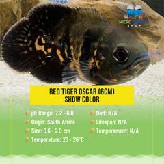 Red Tiger Oscar (6cm) - Show Color | Micro Aquatic Shop