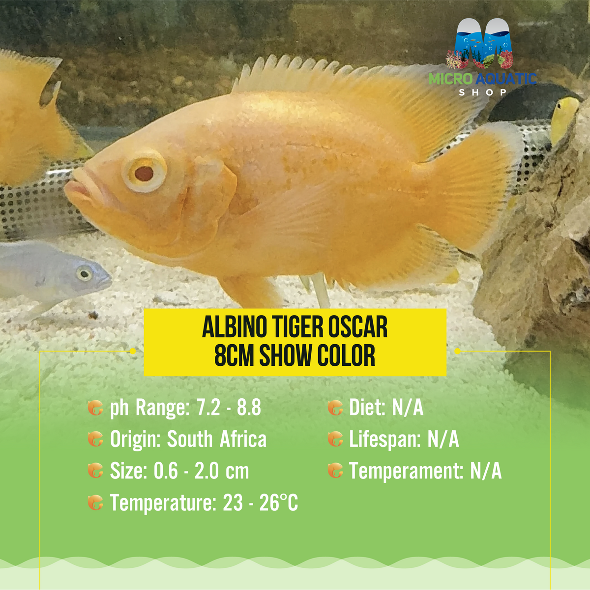 Albino Tiger Oscar 8cm Show Color