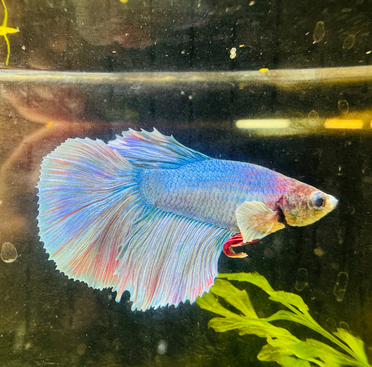 Betta Male - Dumbo Blue Pastel - Blue Eyes liner