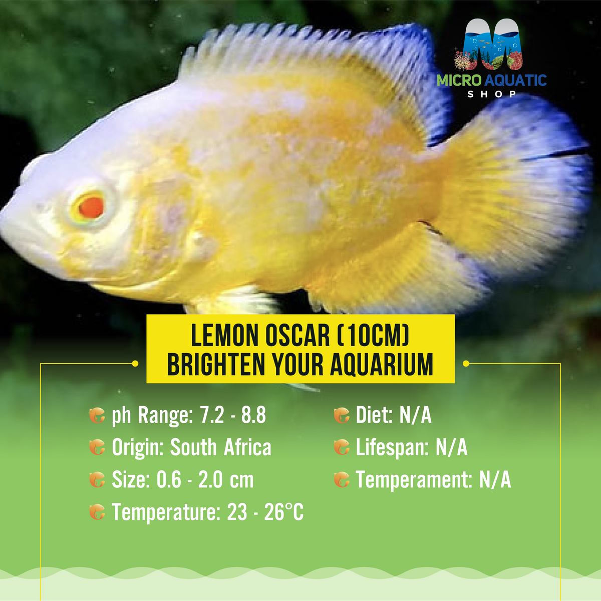 Lemon Oscar (10cm) - Brighten Your Aquarium | Micro Aquatic Shop