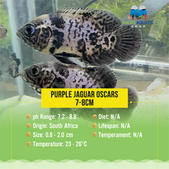 Purple Jaguar Oscars 7-8cm