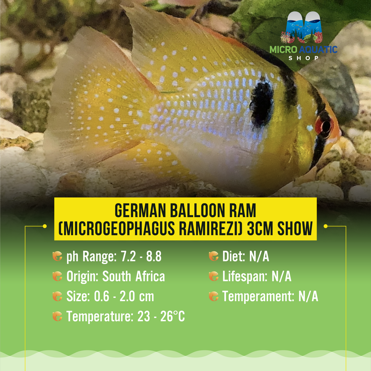 German Balloon Ram (Microgeophagus ramirezi) 3cm Show