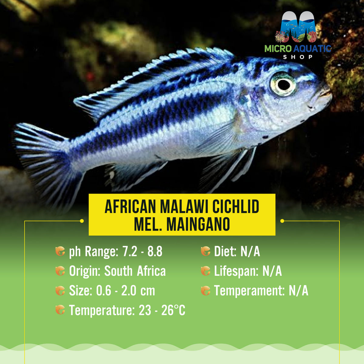 African Malawi Cichlid – Mel. maingano