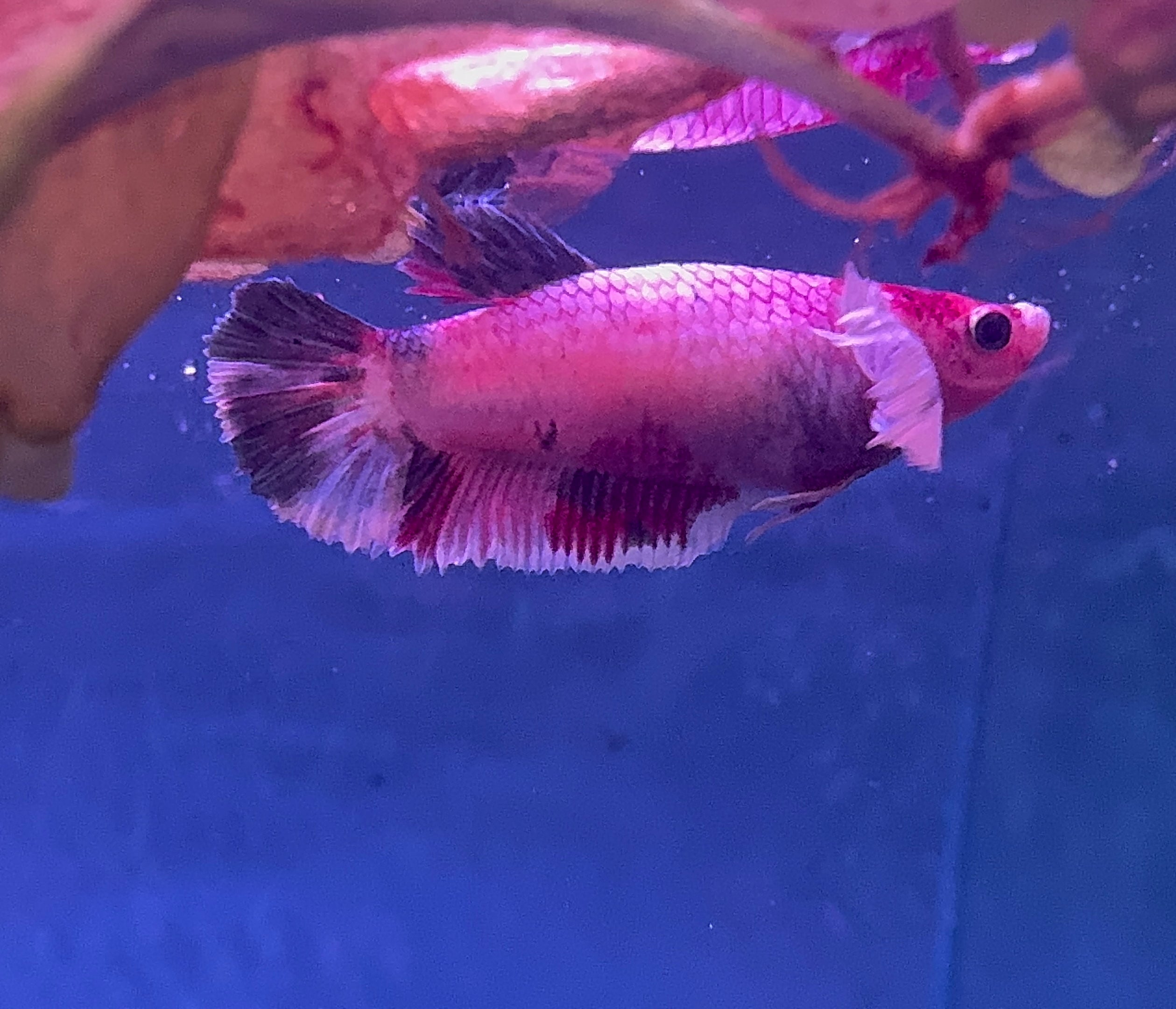 Female Betta - Dumbo Ear Multicolor