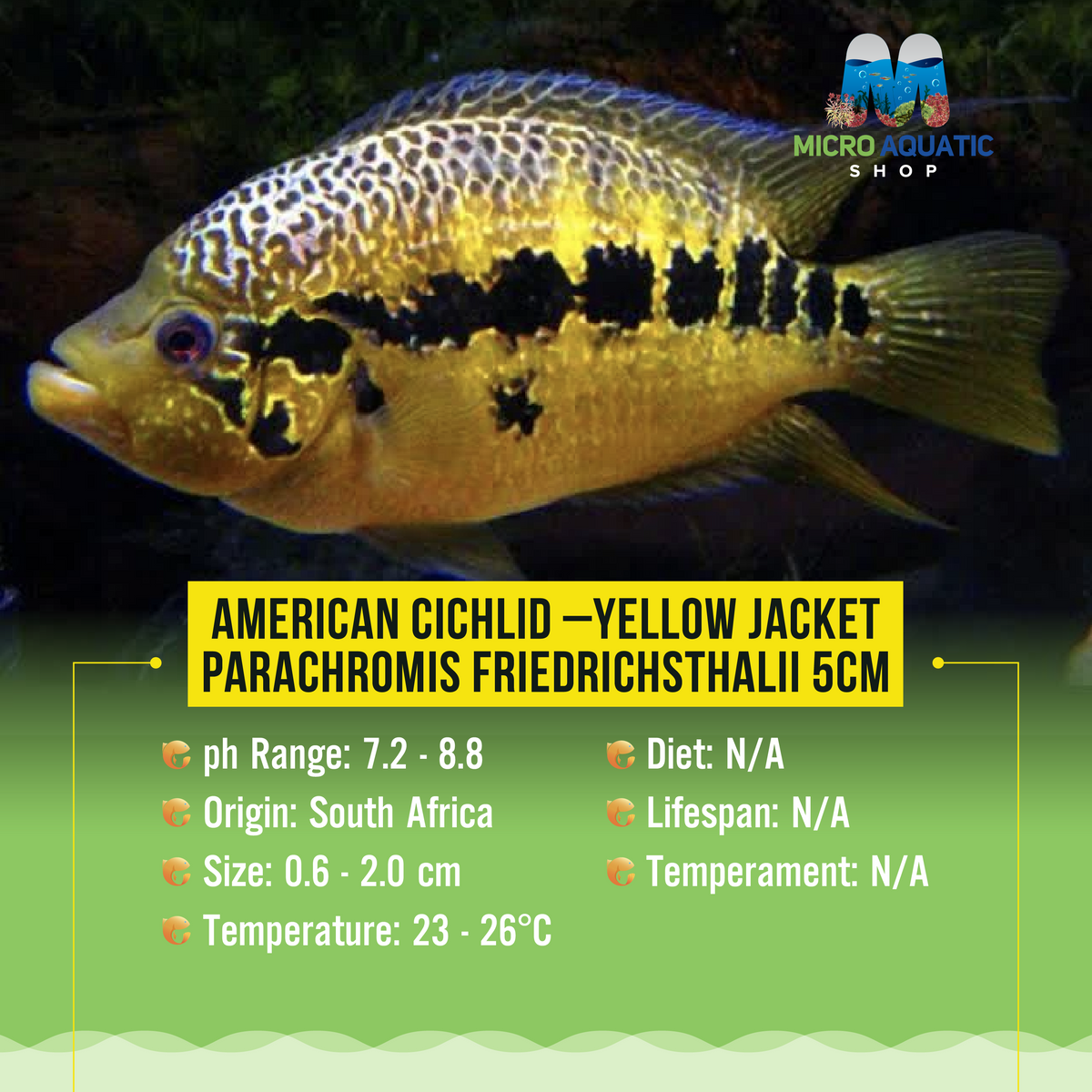 American Cichlid –Yellow Jacket Parachromis Friedrichsthalii 5cm