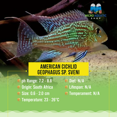 American Cichlid –Geophagus sp. Sveni