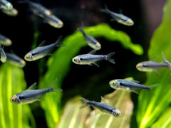 Tetra - Diamond Black Neon Tetra 2-3cm