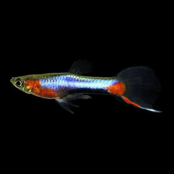 Endler - French Blue Star Micro Aquatic Shop