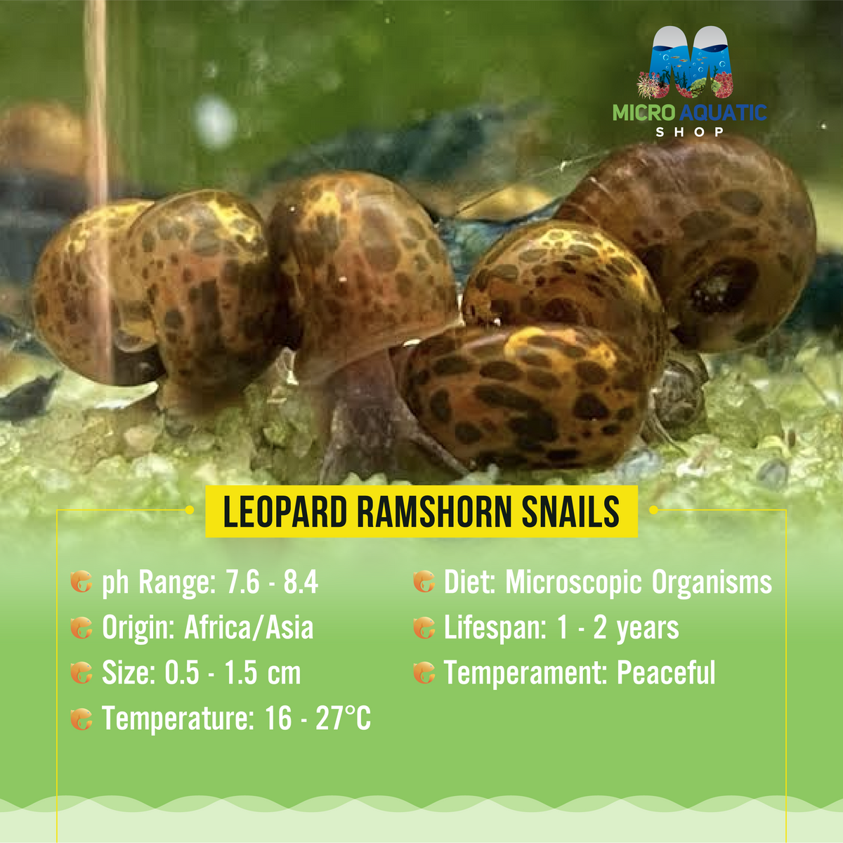 Leopard Ramshorn Snails