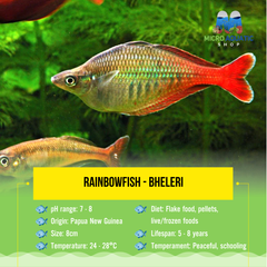 Rainbowfish - Bheleri XL 8cm Show