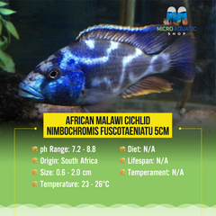 African Malawi Cichlid – Nimbochromis fuscotaeniatu 5cm